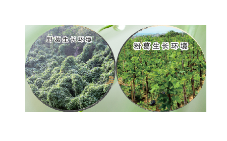 高學(xué)歷養(yǎng)生黨親測(cè)：這款雙有機(jī)野生葛根粉，憑什么成日常優(yōu)選？?