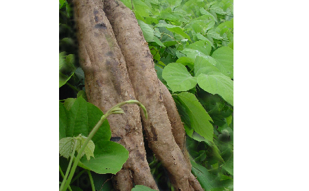 長期吃葛粉是養(yǎng)生還是傷身？科學(xué)解讀它的三大益處，讓你吃得更明白！