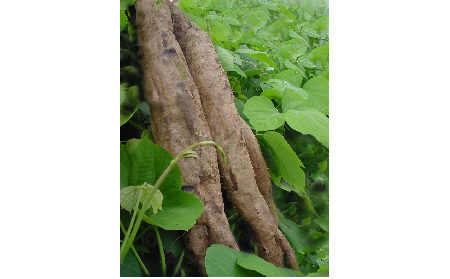 正宗的野生葛根粉，本質(zhì)是淀粉嗎？探秘千年本草中的自然饋贈