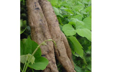 葛粉是什么？解鎖這份藏著千年文化與養(yǎng)生智慧的天然食材