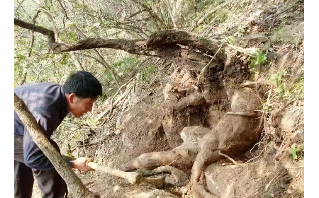 藏在隨州深山里的自然饋禮：二月風(fēng)有機(jī)野生葛根粉，守護(hù)孩子純粹成長