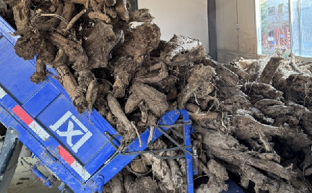 霜降采葛正當時！二月風大量收購霜降葛根，以匠心護品質、以產業(yè)助增收