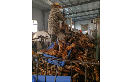 野生葛粉加工正當(dāng)時(shí)，二月風(fēng)匠心傳承好味道